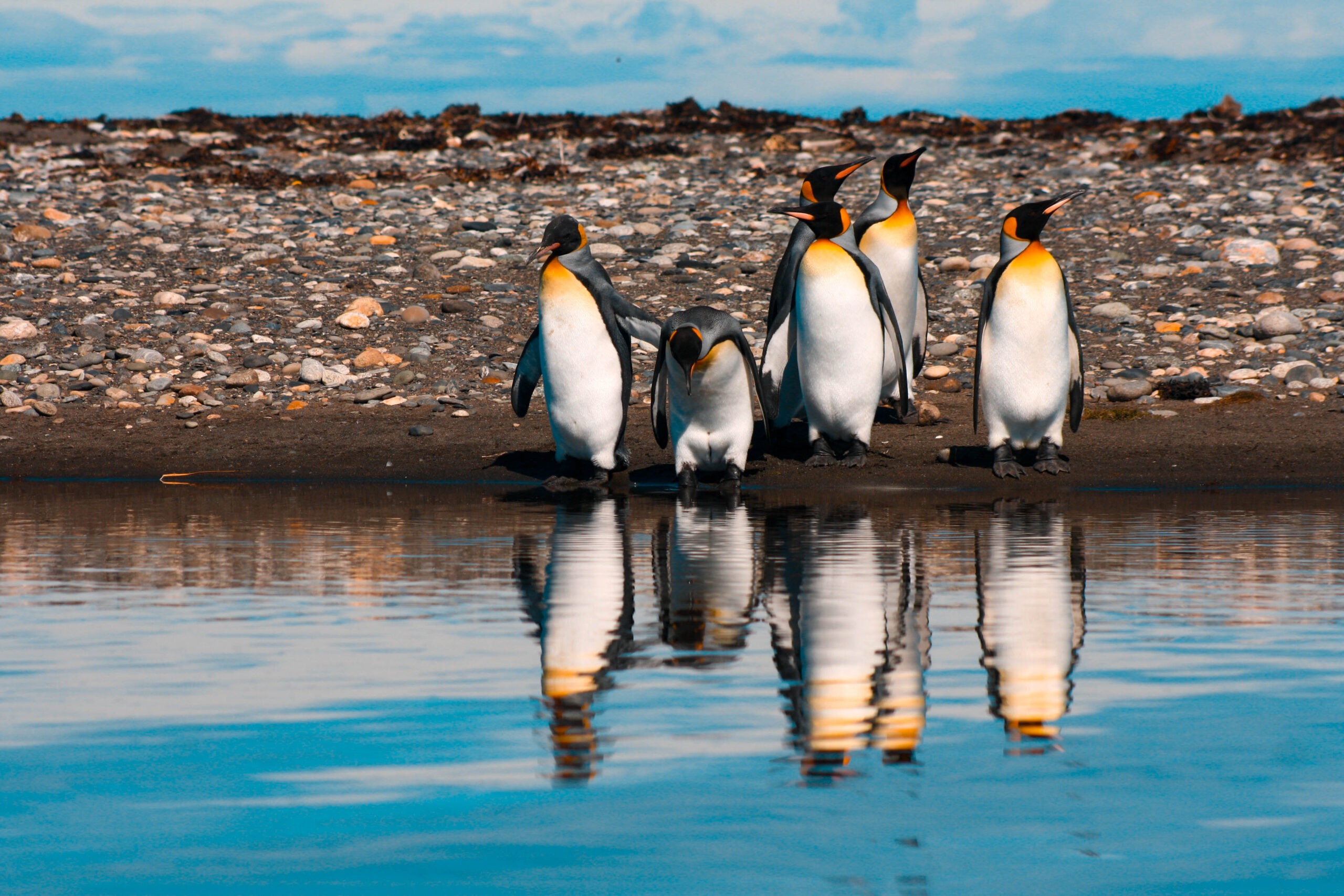 Pinguino Rey Aurora Fernánedez, 2020