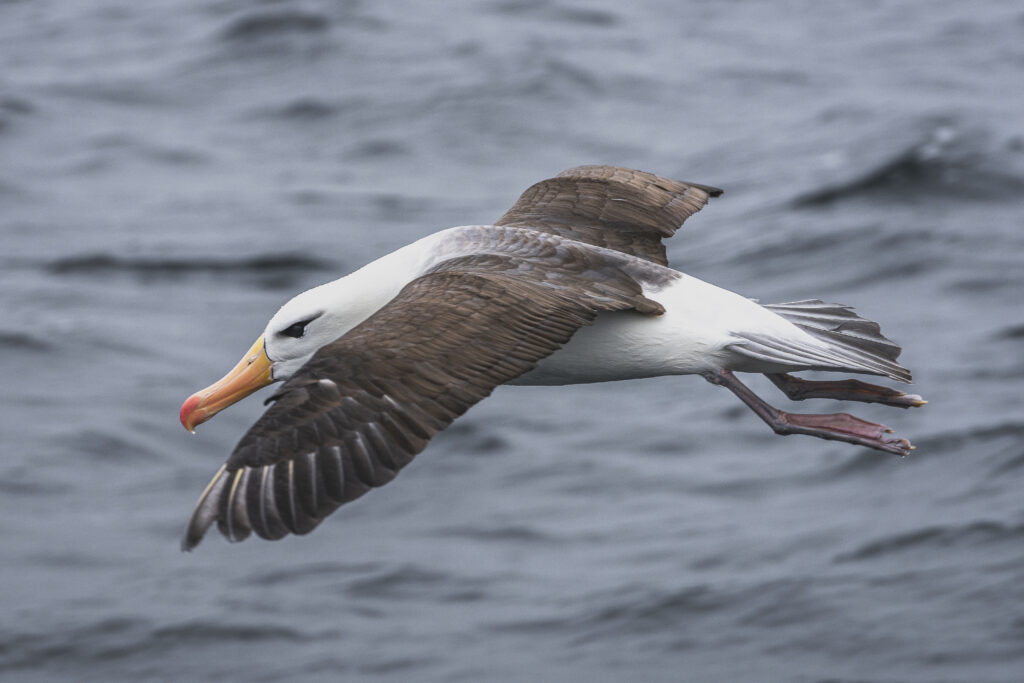 albatros ceja negra