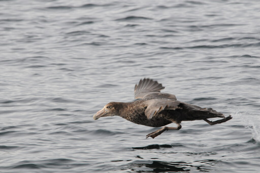 petrel gigante - giant petrel