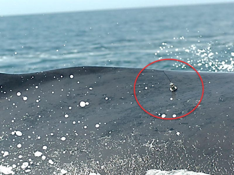 Ballena seguida en las aguas de los fiordo, mediante un trasmisor satélital adherido a su cuerpo.