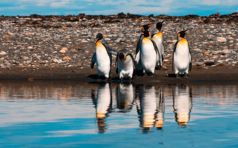 Pinguino Rey Aurora Fernánedez, 2020