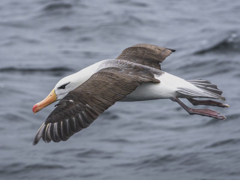 albatros ceja negra