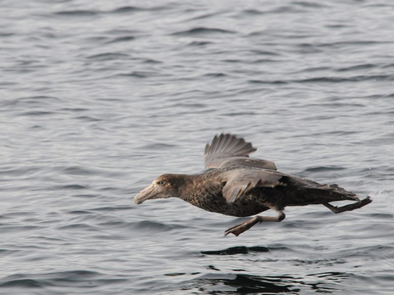 petrel gigante - giant petrel